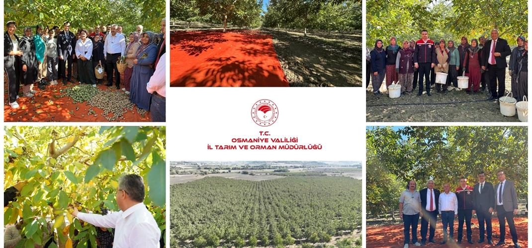 ​  15 Ekim Dünya Kadın Çiftçiler Günü dolayısıyla Bahçe İlçesi'nde ceviz hasadı etkinliği düzenlendi.